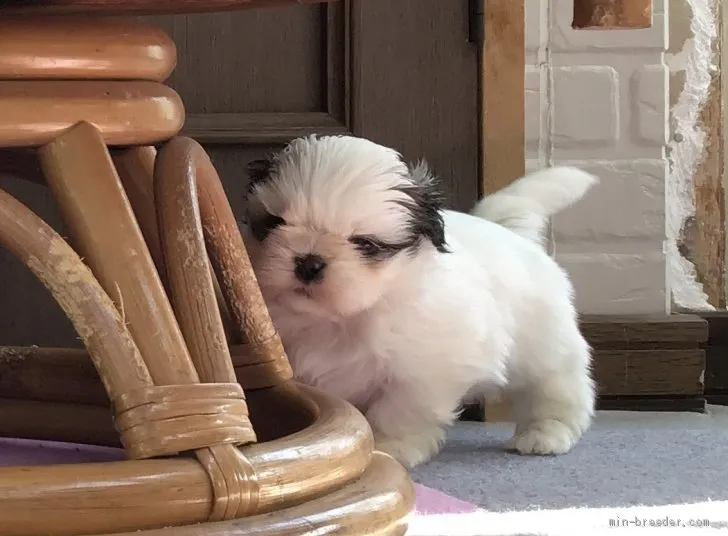 ID:1911-02163の子犬