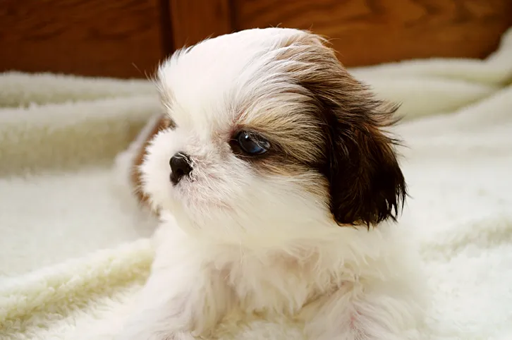 ID:1609-01808の子犬