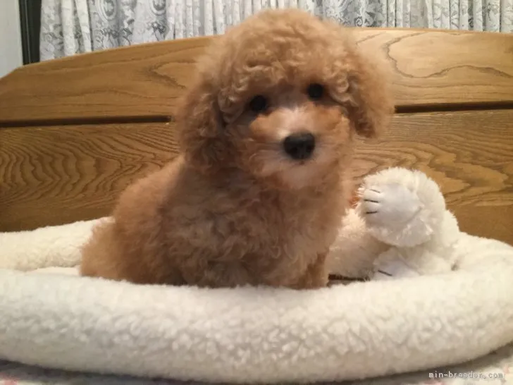 ID:1804-01713の子犬