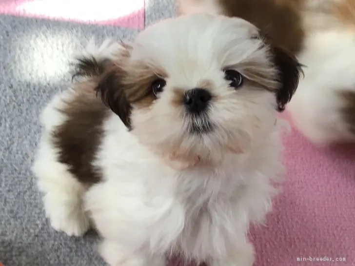 ID:1903-01769の子犬
