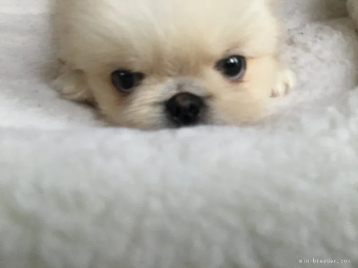 ID:1807-00796の子犬