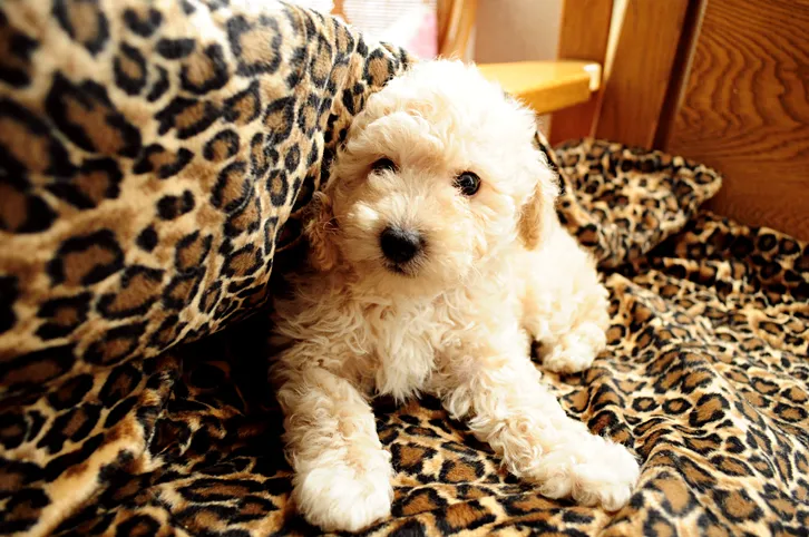 ID:1606-01693の子犬