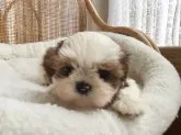 シーズー【北海道・男の子・2019年2月8日・レッド&ホワイト】の写真1