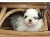 シーズー【北海道・男の子・2019年11月5日・ホワイト&レッド】の写真4