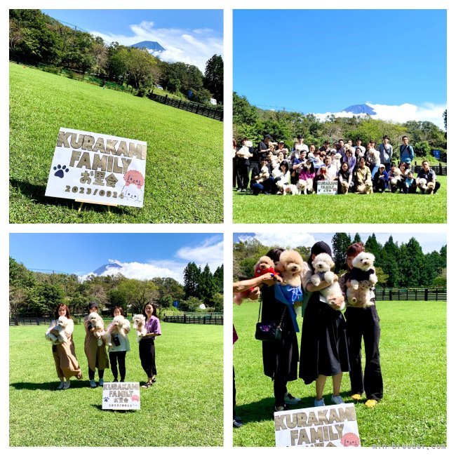 【お里会】朝霧高原のドッグランにうちから巣立ったワンコ達が集まりました。｜倉上　愛実(くらかみ　まなみ)ブリーダー(東京都・ビションフリーゼなど・JKC登録)の紹介写真1