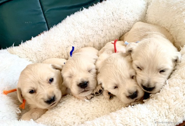 ゴールデン🐾の子犬達♪💕🍀｜倉上　愛実(くらかみ　まなみ)ブリーダー(東京都・トイプードルなど・JKC登録)の紹介写真5