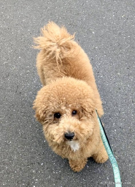 倉上愛実ブリーダーのブログ：ビションプーの男の子🐾1歳のお誕生日おめでとうございます♪🎊