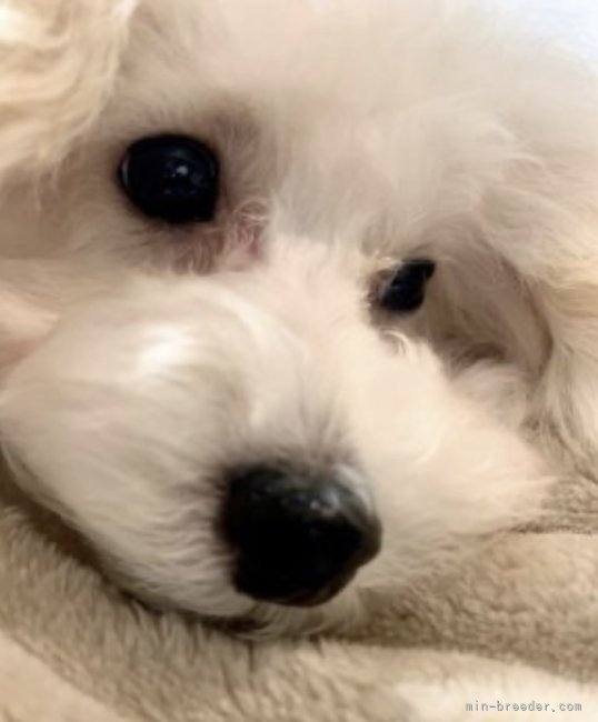 倉上愛実ブリーダーのブログ：タイニープードルの2兄妹🐾💕✨産まれて2週間経ちました♪