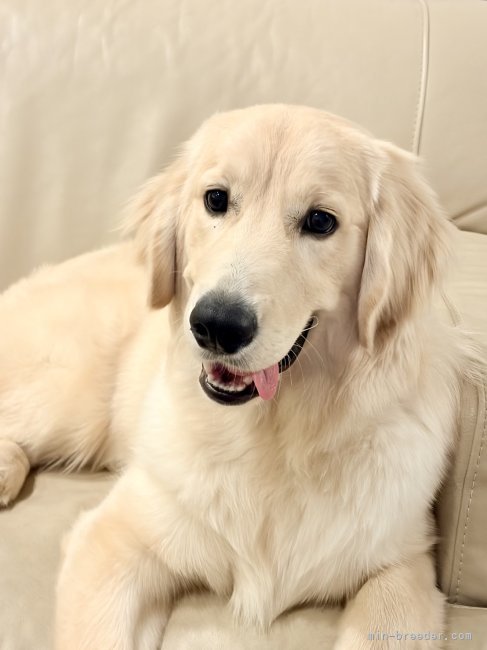 倉上愛実ブリーダーのブログ：7ヶ月の男の子🐾ご家族様からお写真頂きました♪😊