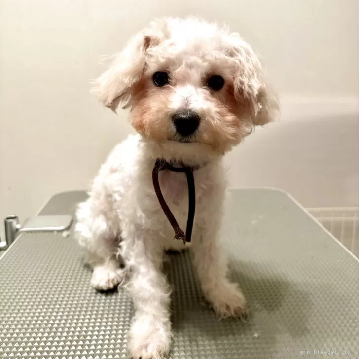 ビションプー(ビションフリーゼ×ミックス)【東京都・男の子・2025年7月3日・ホワイト系】の写真1