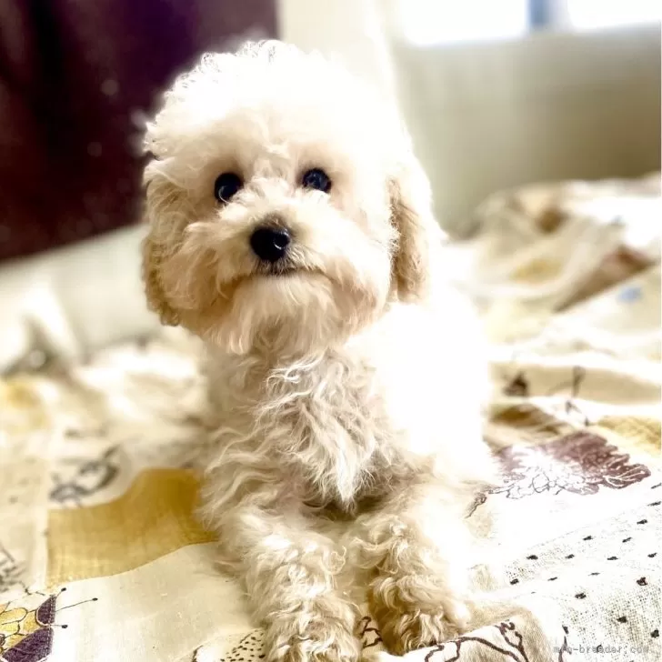 ID:2412-03394の子犬