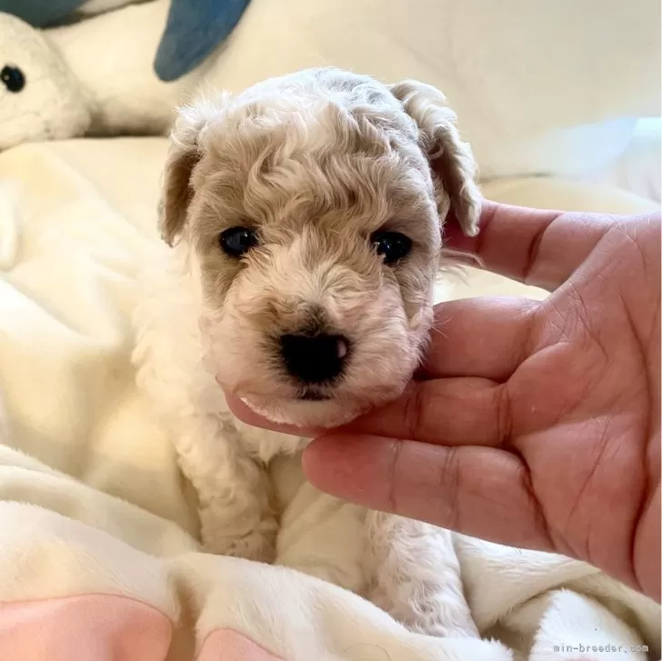 ID:2503-04665の子犬