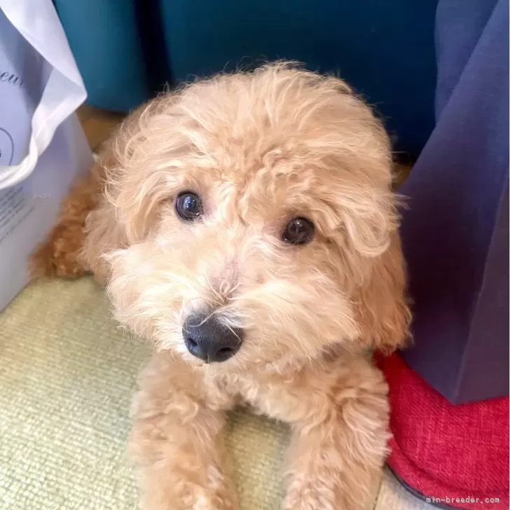 ID：2505-03274の子犬