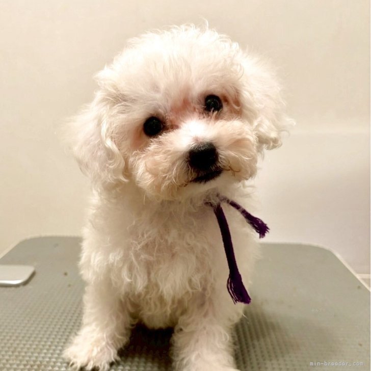 ブリーダー画像