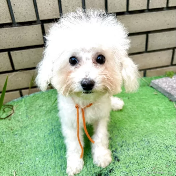 ビションプー(ビションフリーゼ×ミックス)【東京都・女の子・2025年7月3日・ホワイト系】の写真1