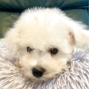 ビションフリーゼ【東京都・男の子・2025年9月2日・ホワイト】の写真「イケメンくん♪🐾」