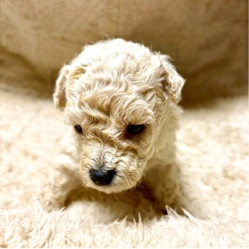 ビションプー(トイプードル×ビションフリーゼ)【東京都・男の子・2025年11月8日・カフェオレ】の写真「可愛いビショプー💚🧸🐾🍀の男の子🧸」