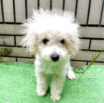 ビションプー(ビションフリーゼ×トイプードル)【東京都・女の子・2025年6月23日・カフェオレ】の写真「可愛いビショプー🧡🧸🐾🍀の女の子🎀🧸」