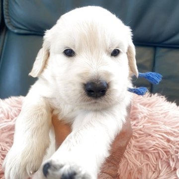 ゴールデンレトリバー【東京都・男の子・2025年5月4日・クリーム】の写真「英国系ゴールデン🐾（パパチャンピオン直子）」