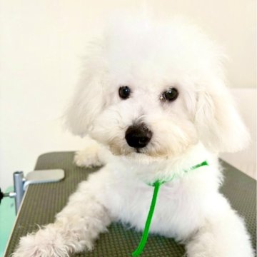 ミックス(ビションフリーゼ×ミックス)【東京都・男の子・2024年11月12日・ホワイト系】の写真「可愛いビショプー🩷🧸🐾🍀の男の子💚」