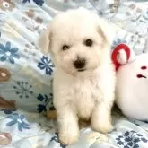 ビションフリーゼ