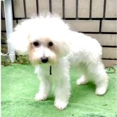 ビションプー(ビションフリーゼ×ミックス)