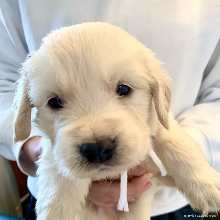 A.S 様のお迎えした子犬