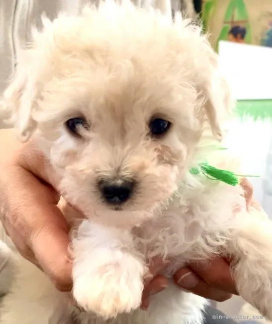 ID:2201-02123の子犬
