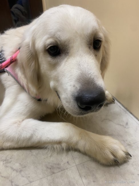 ゴールデンレトリバー【・男の子・2024年8月23日・クリーム】