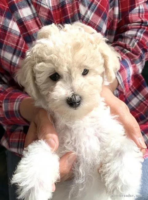 ID:2010-01108の子犬