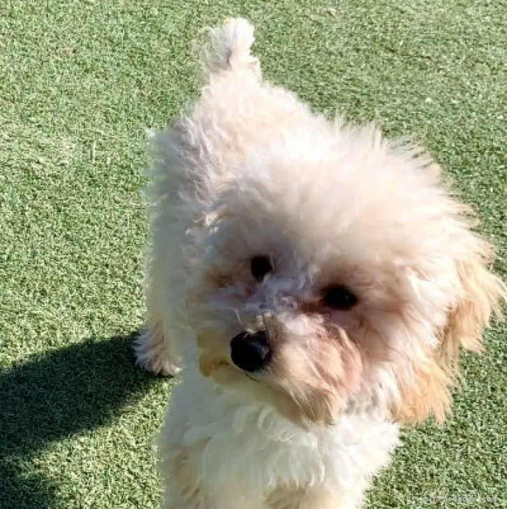 ID：2209-01820の子犬