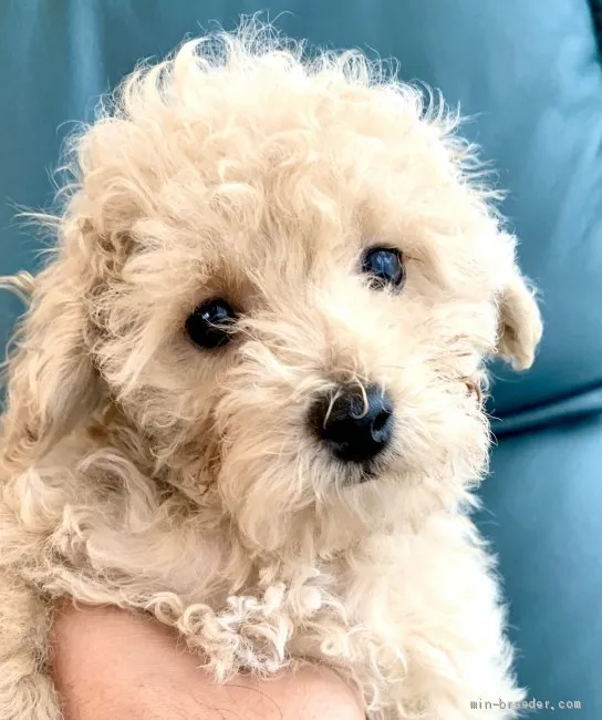 ID：2101-03770の子犬