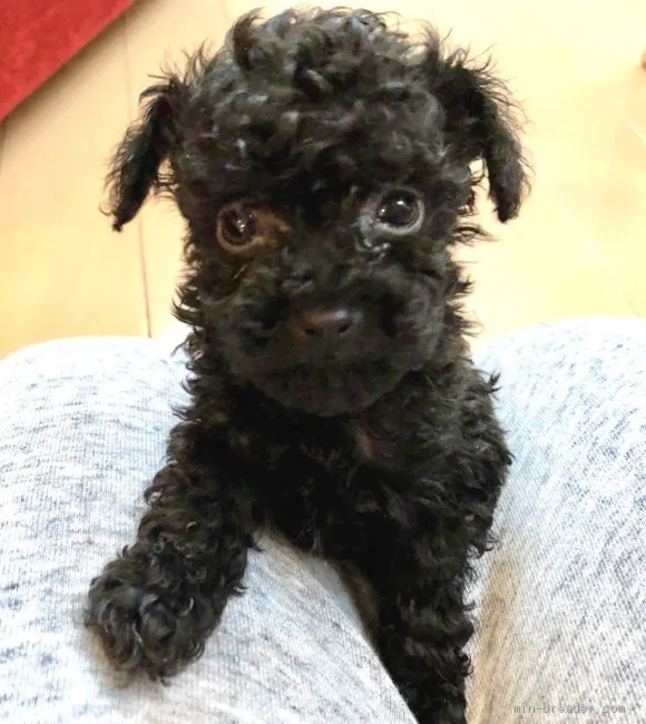 ID：2101-03771の子犬