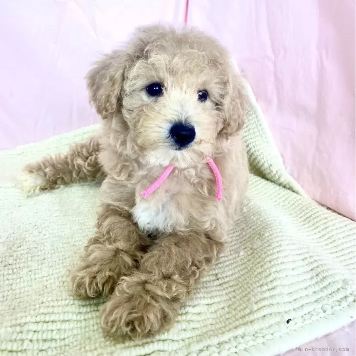 ID：2405-00908の子犬