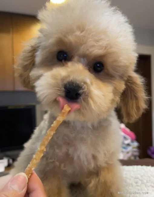 ID：2101-03769の子犬