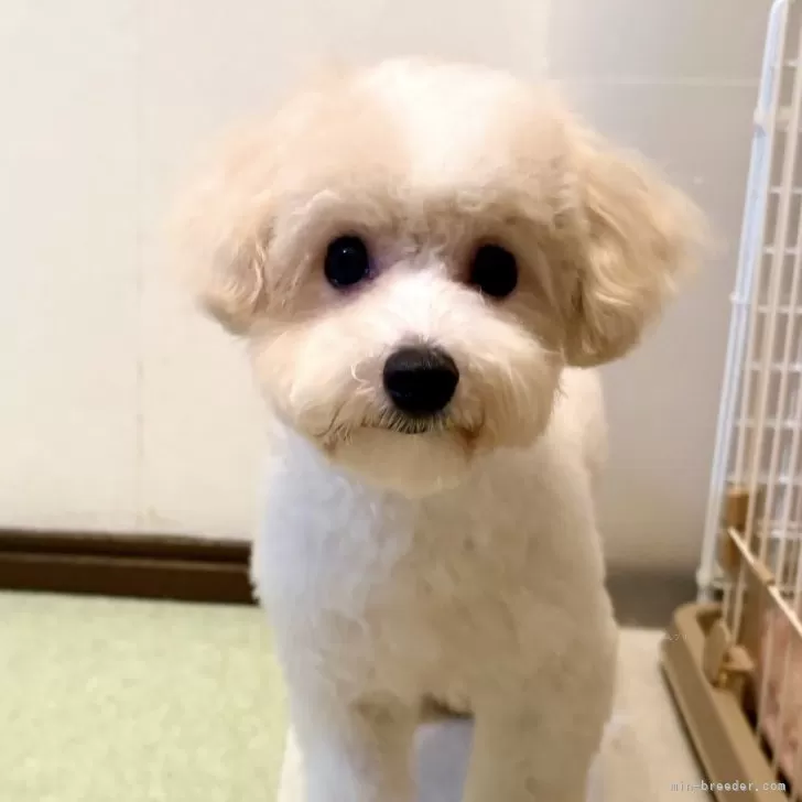 ID：2403-05546の子犬