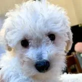 「ビショプー🐾」父プードルX母 ビションフリーゼ【東京都・男の子・2022年8月5日・クリーム系】の写真1「10月23日の写真です✨🍀🐾🧸💘💙シロクマくん🐾🧸💘🍀💘✨」