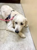 ゴールデンレトリバー【・男の子・2024年8月23日・クリーム】