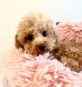 ティーカッププードル【・男の子・2023年11月11日・レッド】