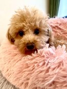 ティーカッププードル【・男の子・2023年11月11日・レッド】