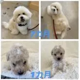 「ビショプー🐾」父プードルX母 ビションフリーゼ【東京都・男の子・2022年8月5日・クリーム系】の写真5「以前うちで産まれたビショプーの男の子の毛量の変化です、参考になさって下さい🐾🧸💘🍀✨」