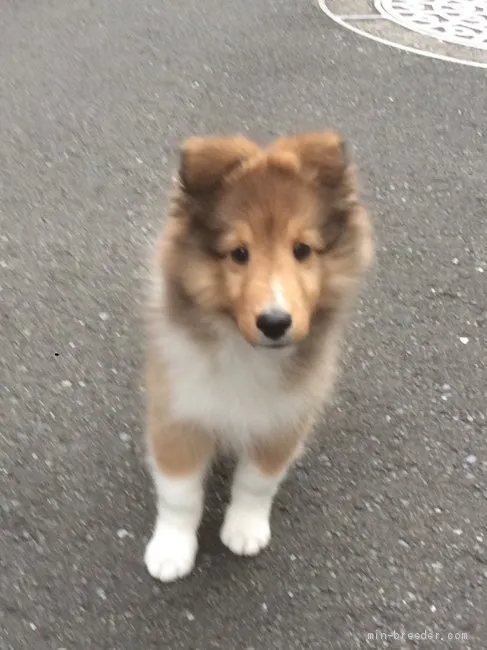 シゲ 様のお迎えした子犬
