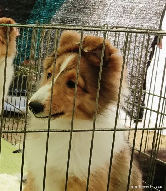 ももママ 様のお迎えした子犬