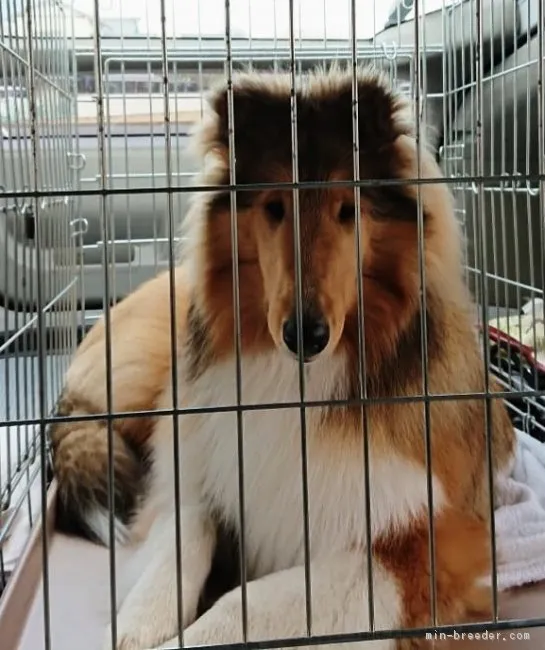ID:1811-02538の子犬