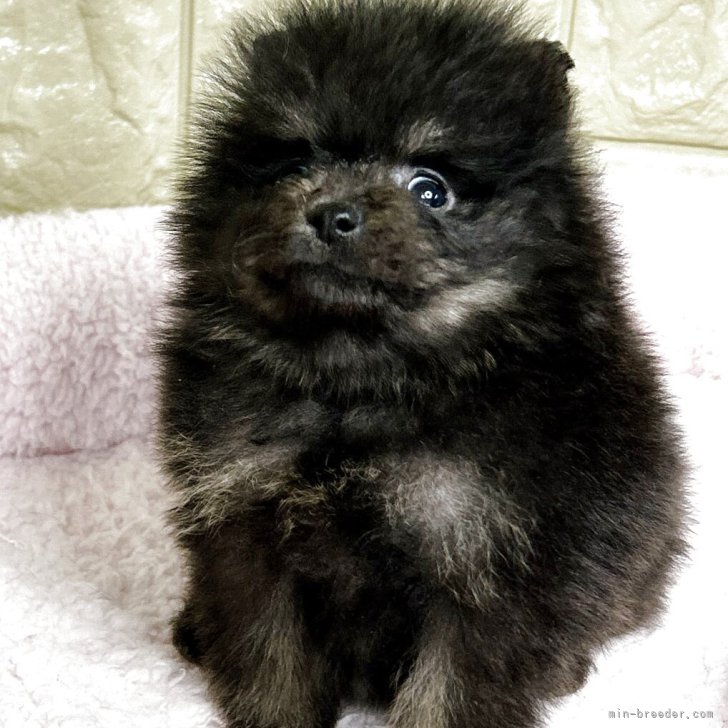 ポメラニアン【和歌山県・男の子・2025年10月8日・ブラックタン】爆毛