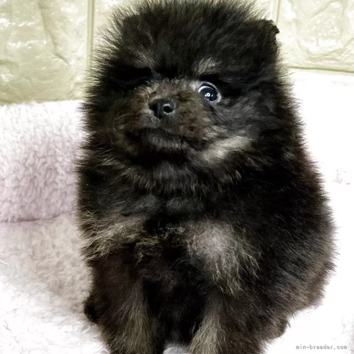 ポメラニアン【和歌山県・男の子・2025年10月8日・ブラックタン】爆毛