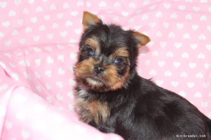 ID:2202-00191の子犬