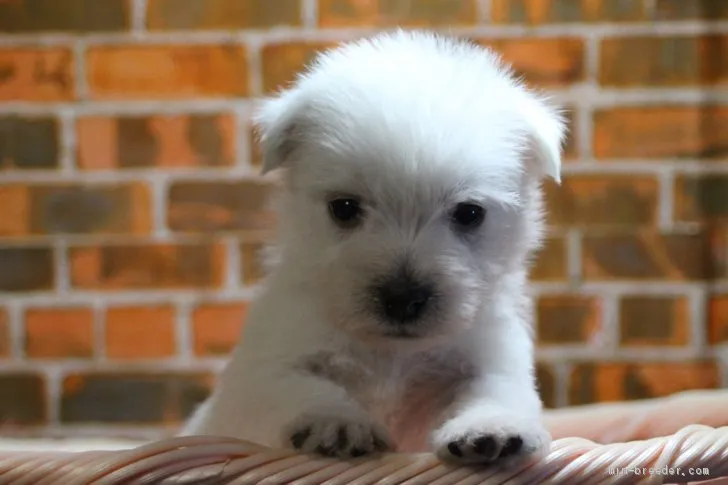 てんちゃん 様のお迎えした子犬