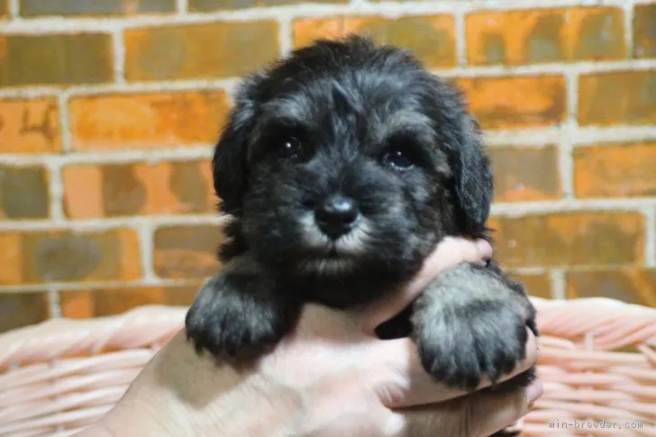 ID：1903-02111の子犬