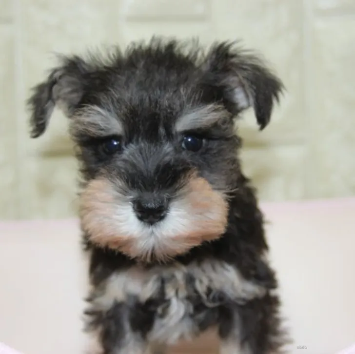 ID:2205-02879の子犬
